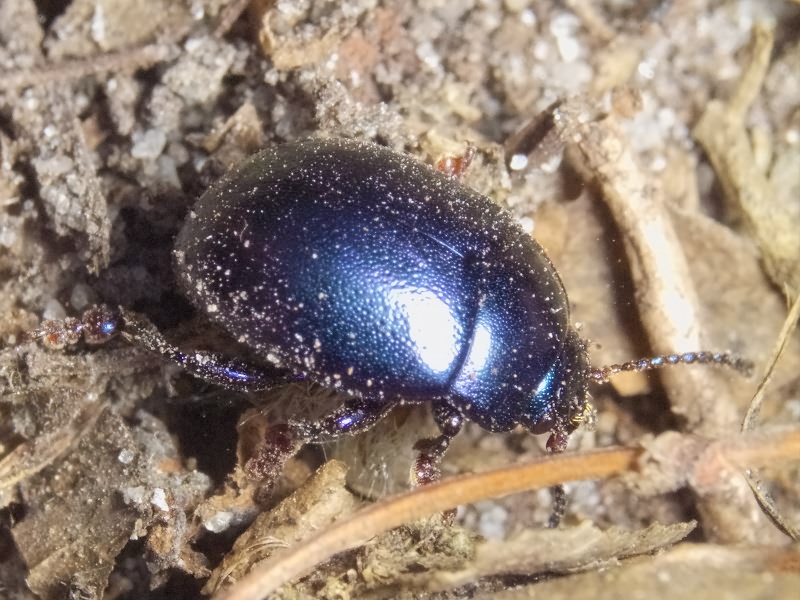 Chrysolina sturmi (Westhoff, 1882)